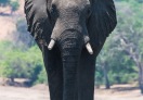 Elephant in Chobe National Park, Botswana