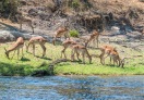 Chobe National Park, Botswana