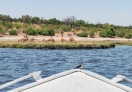 Chobe National Park, Botswana