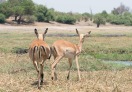 Chobe National Park, Botswana