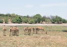 Chobe National Park, Botswana