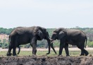 Chobe National Park, Botswana