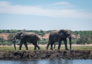 Chobe National Park, Botswana