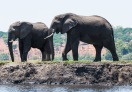 Chobe National Park, Botswana