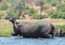 Hippopotamus in Lake Nakuru, Botswana