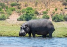 Chobe National Park, Botswana