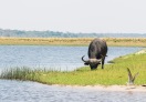 Chobe National Park, Botswana