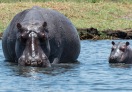 Chobe National Park, Botswana