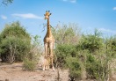 Chobe National Park, Botswana