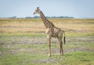 Chobe National Park, Botswana