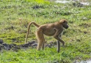 Monkey in Chobe National Park, Botswana