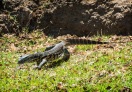 Nile monitor lizard