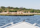 Chobe National Park, Botswana