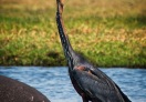 Lake Nakuru, Botswana