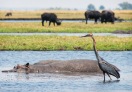 Chobe National Park, Botswana