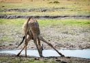 Chobe National Park, Botswana