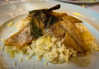 Risotto with perch fish