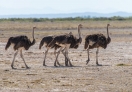 Amboseli National Park, Kenya