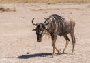 Amboseli National Park, Kenya