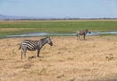 Amboseli National Park, Kenya