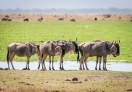 Amboseli National Park, Kenya