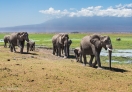 Amboseli National Park, Kenya