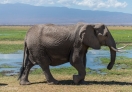 Amboseli National Park, Kenya