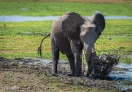 Amboseli National Park, Kenya