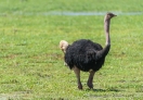 Amboseli National Park, Kenya