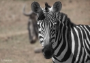 Amboseli National Park, Kenya