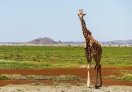 Amboseli National Park, Kenya