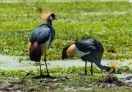 Amboseli National Park, Kenya