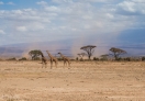 Amboseli National Park, Kenya