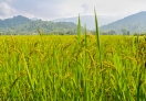 Beautiful and green looking paddy field