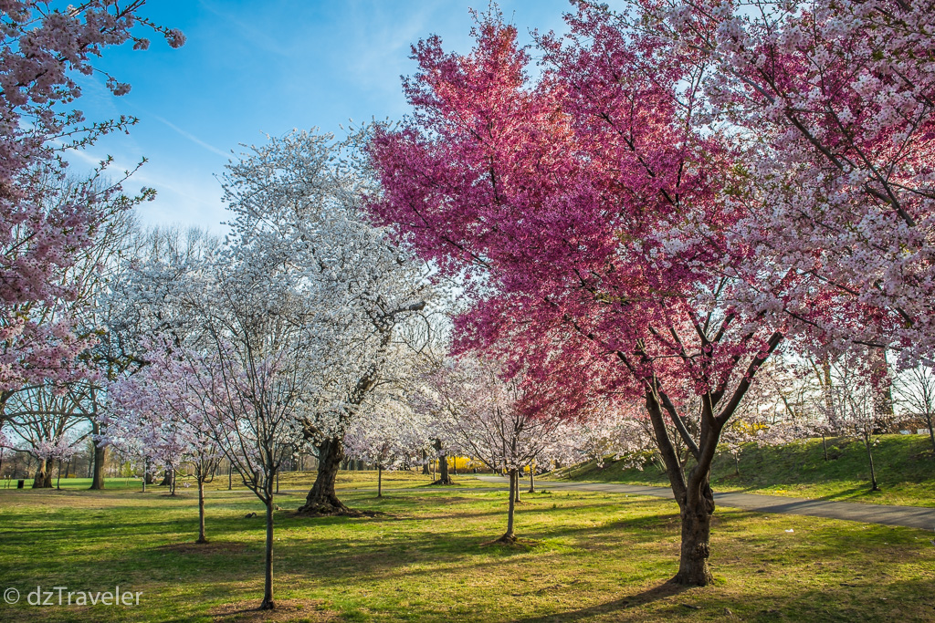 Cherry Blossom in Branch  Brook Park, New Jersey