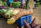 Root of giant taro, they call it Maan kochu another local delicacy