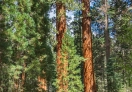 Sequoia National Park, California