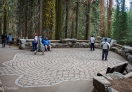 The circumference of an ordinary Sequoia tree.