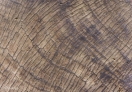 Details of the cut trunk of a Sequoia tree -- the circular line will tell us how old this tree is.