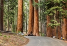 All looks so tiny next to those giant Sequoia trees.