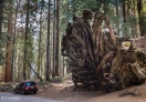 A fallen Sequoia tree with humongous root, the SUV looks like a matchbox!