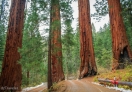 Century Old Sequoia Trees in Sequoia NP