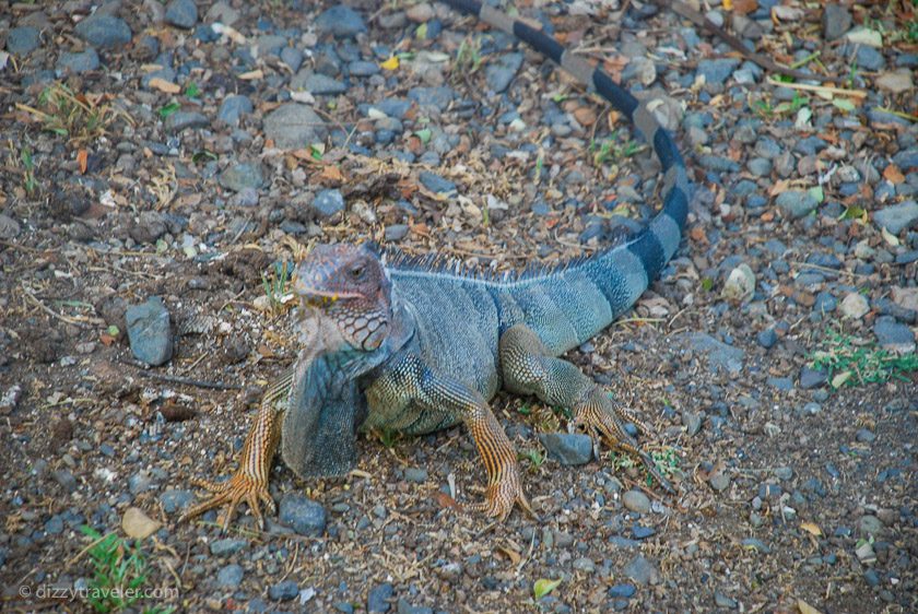 iguana