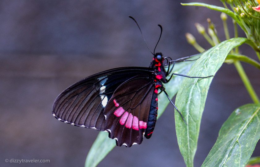 La Paz butterfly park