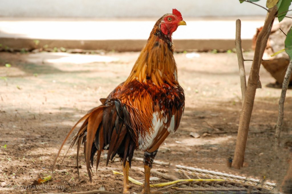 chicken in Mekong delta