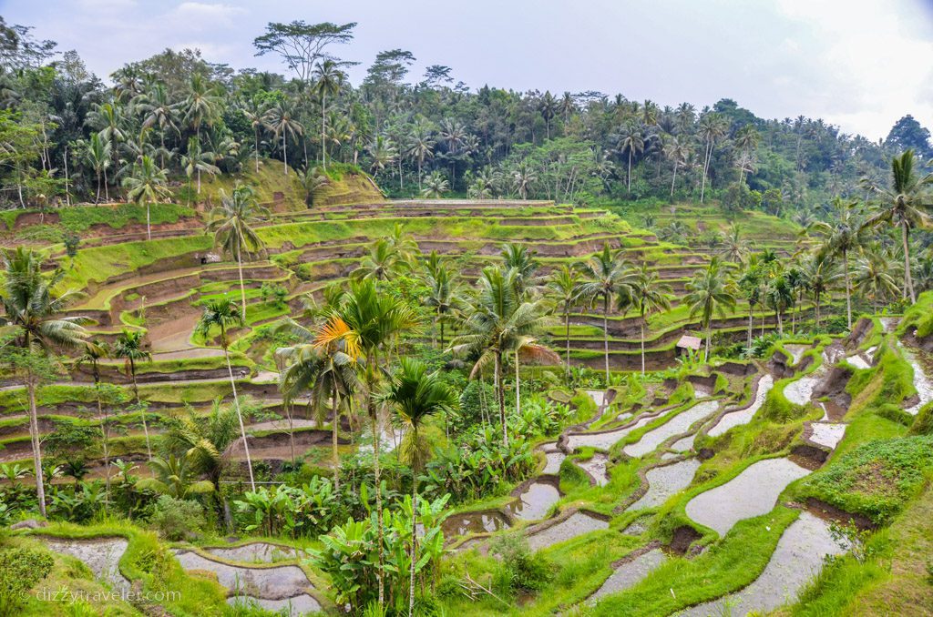 Ubud Tegalalang Rice Terrace, bali