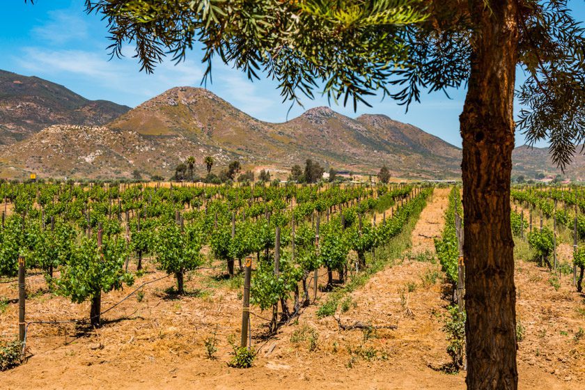 Valle de Guadalupe vineyards
