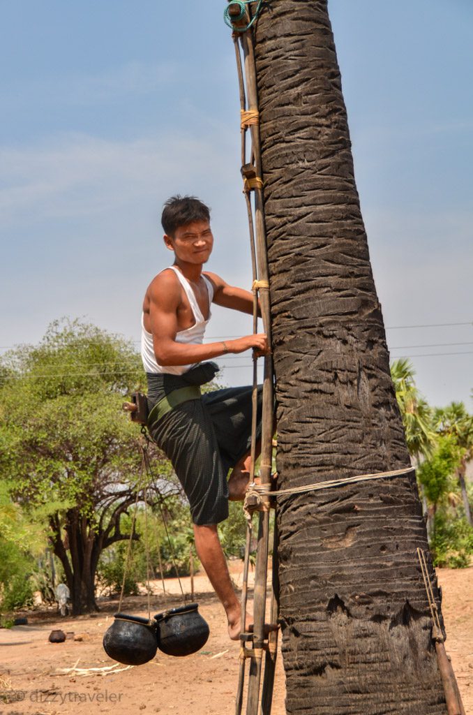 Toddy Palm tree