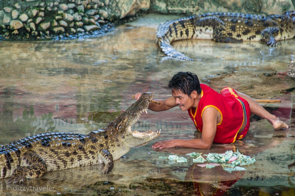 crocodile wrestling show