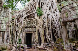 Read more about the article Ancient Ruins of Ta Prohm Temple, Siem Reap, Cambodia